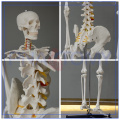 Type de modèle de squelette de PNT-0101h 180cm et sujet médical médical
